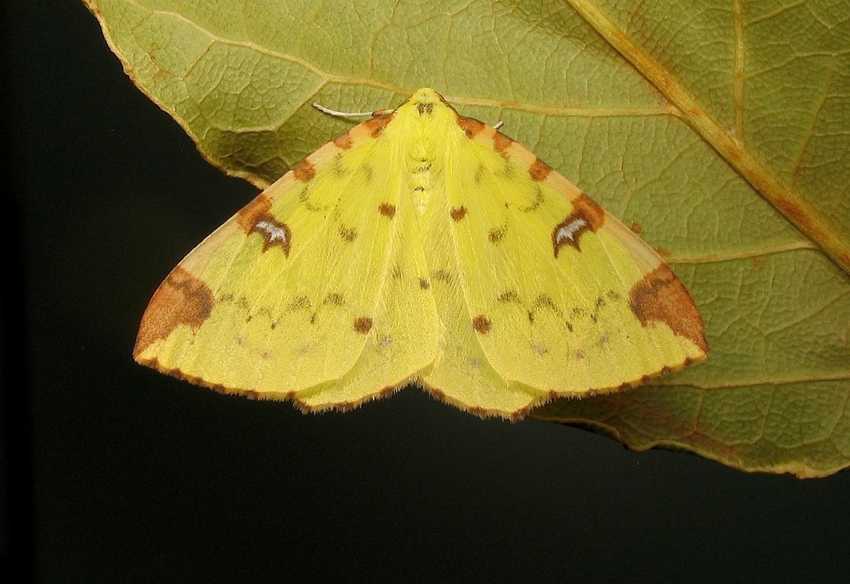 Opisthograptis luteolata (Linnaeus, 1758)